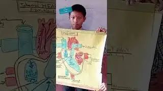 #Health #healthproject #humanheart #students #seven #class #yamg #foryou #mmps #mps #presentation