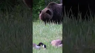 Why are Grizzly Bears more Aggressive? How Powerful are Grizzly Bears?