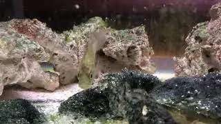 MOUTH ALMIGHTY