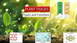 Plant Tissues, their types, roles and functions