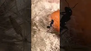 Puff Harvest: Messor barbarus Collects a Dandelion Seed