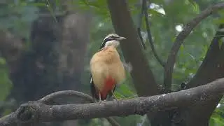 Indian Pitta, Pitta brachyura, Gurugram, Haryana, India, 16 Aug 2025 (4/4)