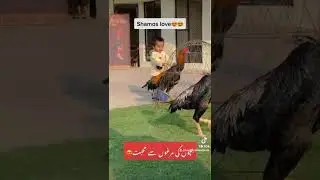 shamos love😍😍 hopeland fancy birds