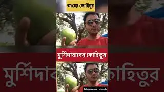 আমের কোহিনুর মুর্শিদাবাদের কোহিতুর || #Kohitur