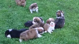 Corgipoo Puppies For Sale