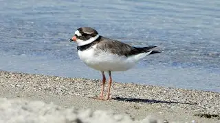 Common Ringed Plover - Sandregenpfeifer - Charadrius hiaticula