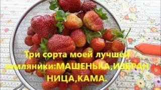 Три сорта моей лучшей земляники.Машенька,Избранница,Кама.