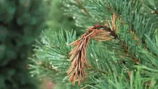 Diplodia Tip Blight in Christmas Trees