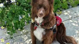 Service Dog Vest & ID Set 🦮🛡️ | Durable Harness, Metal Tag & ADA Info Cards!