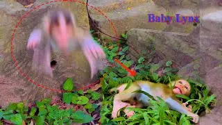 EP24: So Sad Baby Lynx jumping from the high place What happened with him?