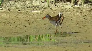Rasc&oacute;n europeo ( Rallus aquaticus) 04/07/2022 @elaniocomun