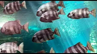 イシダイ　Striped beakfish　Oplegnathus fasciatus