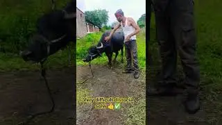 very hard case in veterinary field