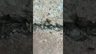 AMAZING TEAMWORK!!! #shorts #ants #insects #teamwork #strong #antsgomarching #survival