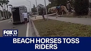 Horses throw riders during Florida beach excursion: Police