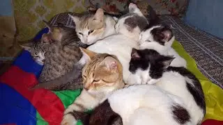 A heartwarming sight to naturally soothe the nerves for cat lovers 