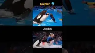 Jessica last video... #jessica #dolfin #shortvideo #viralvideo #viralshorts