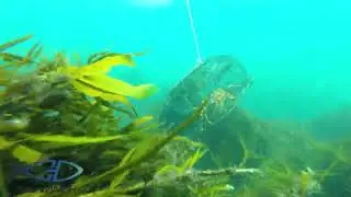 SAVWINCH 900PH Pot Hauler (The Ultimate CRAYFISH gear!)