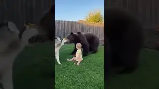 Hero Dog Protects Baby from Bear Attack 🐻🐶 | Baby Rescue Story