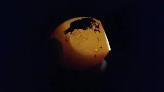 OVOSCOPIA DE LOS HUEVOS DE MI GALLINA NUBE 😱|Mariana Mai