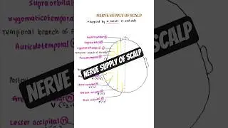 Nerve supply of SCALP