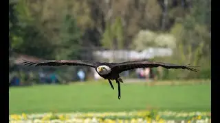 Flugshow per Stream von hier zu dir!