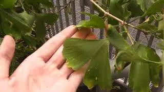 Scenic walk through the Cretaceous Garden at the Royal Tyrrell museum in Drumheller Alberta