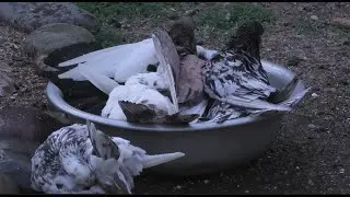 Соль для купания голубей!