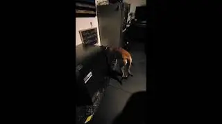Monarch Raw Pet Food feeding time!
