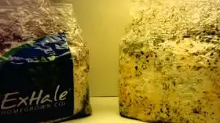 Exhale CO2 bags time lapse