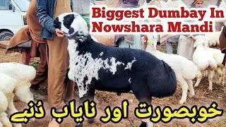 Khobsorat Or Bari Nayab Dumbay 😱 Nowshara Mandi Update 😎||