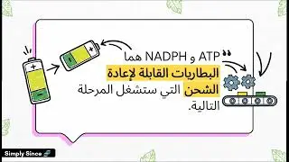 شرح درس آلية التركيب الضوئي || علوم حادي عشر علمي منهاج سوريا 