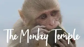 THE MONKEY TEMPLE | NEPAL | 2020 | BMPCC4K | 120 FPS
