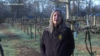 Local winery rebuilds after Texas ice storm
