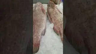 The brown grouper too much expensive