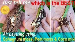 Which is the BEST? 3 different media competition for overwinter rooting rose, Ep. 2 (月季/玫瑰三种介质冬季生根)