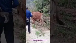 Ox Pulling Logs: Moving Heavy Wood in Rural Areas! #RuralWork #TraditionalLabor #FarmAnimalsHelp