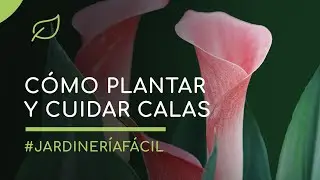 Calas: C&oacute;mo plantar y cuidar las calas o lirios de agua