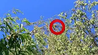 What does a Fox Squirrel Sound Like? 🐿