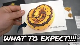Buying a reptile? What to expect!