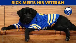 Buffalo Sabres Team Dog Meets His Veteran Match!