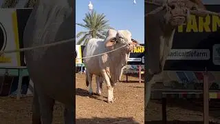 heavy bull || maweshi mandi #cow #cattlefarm #animals