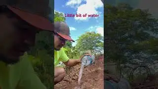 Worlds fastest growing plant #shorts #short #plants #landscape