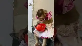 Monkey LyLy and cat Tommy wait for their mother #shorts #monkey #monkeyLyly #smartmonkey #cute