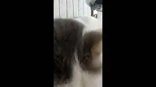 Lemur the cat eating cat food.  🐱 wild