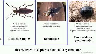 Insect, orden cole&oacute;pteros, familia Chrysomelidae donacia labidostomis callosobruchus crepidodera