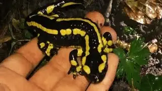 Fire Salamanders ~ Herping the Vosges Mountains, France at Night / Vuursalamanders Vogezen