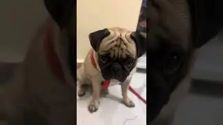 The Secret Life of PUG: Food Tricks You&rsquo;ve Never Seen!❤️| How I Taught My Pug to Catch Food :)#pug