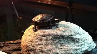 Turtle's a Ham Posing While Basking Under Heat Lamp