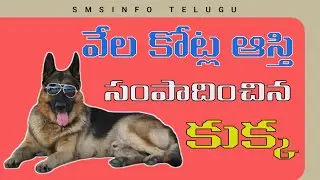 World Richest Dog I Gunther I Pet Animals I #smsinfotelugu #petanimals #telugu #facts
